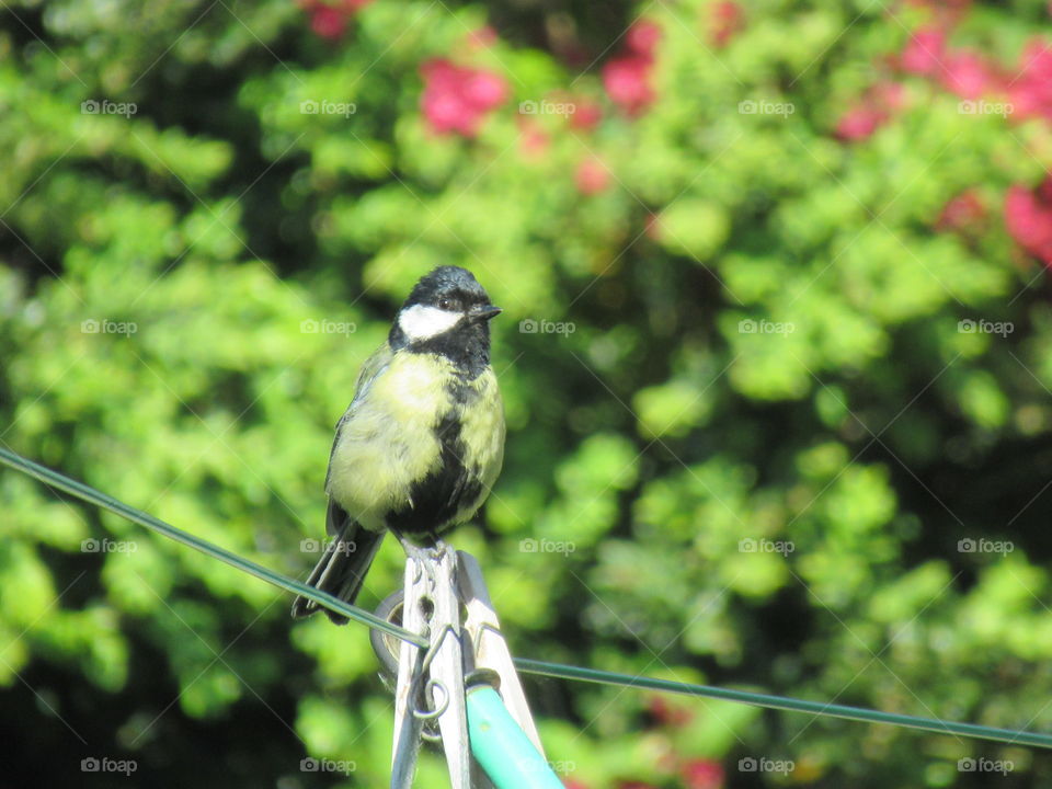 Great tit sat on washing line