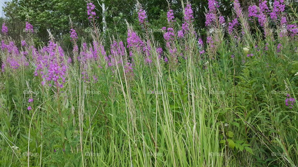 flowers