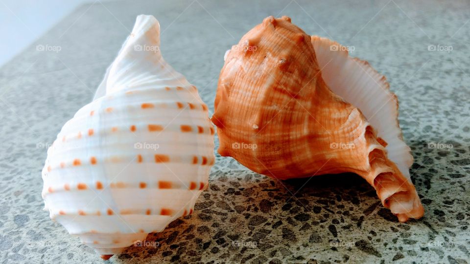 Beautiful Shells