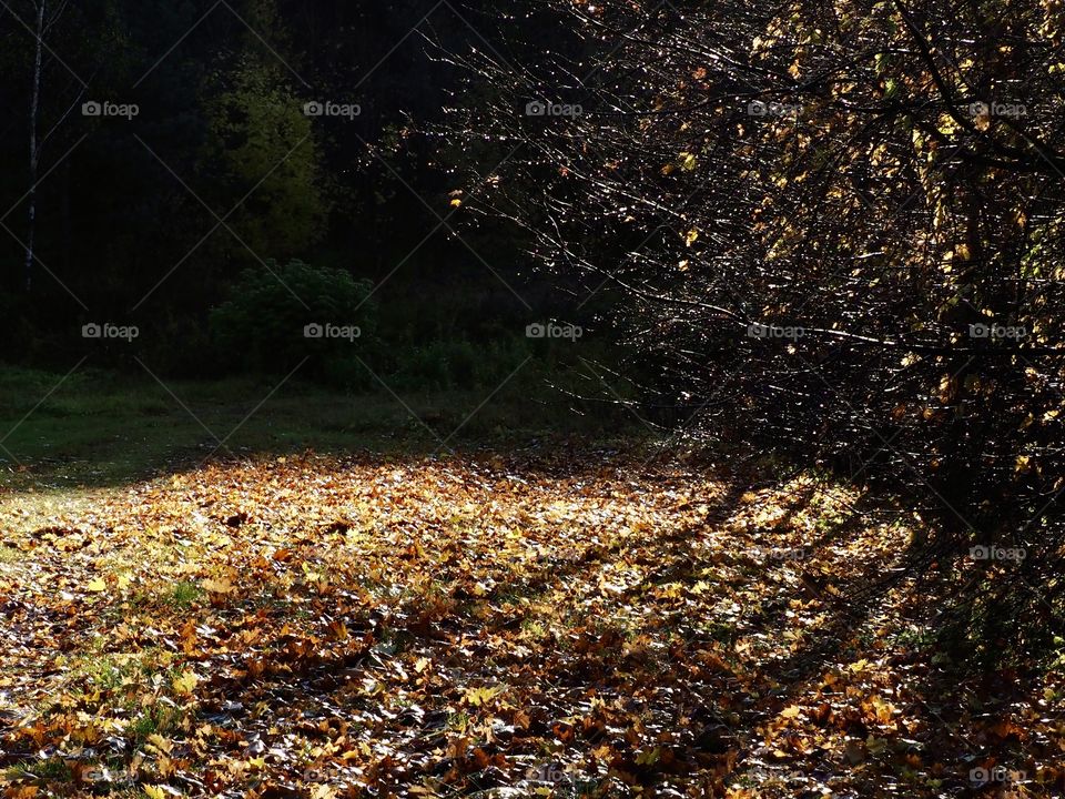 Morning in the forest