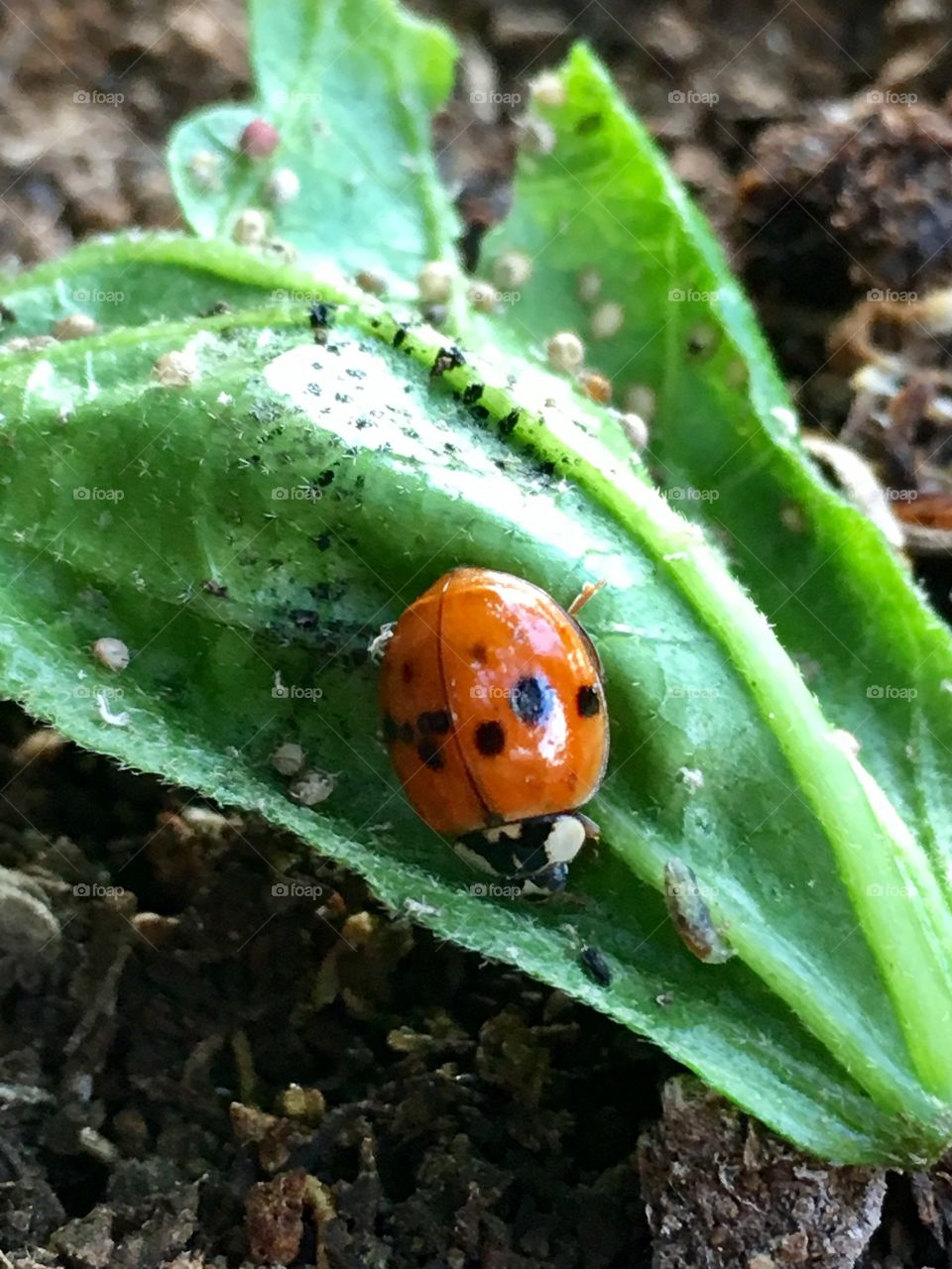 Ladybug devouring Aphids