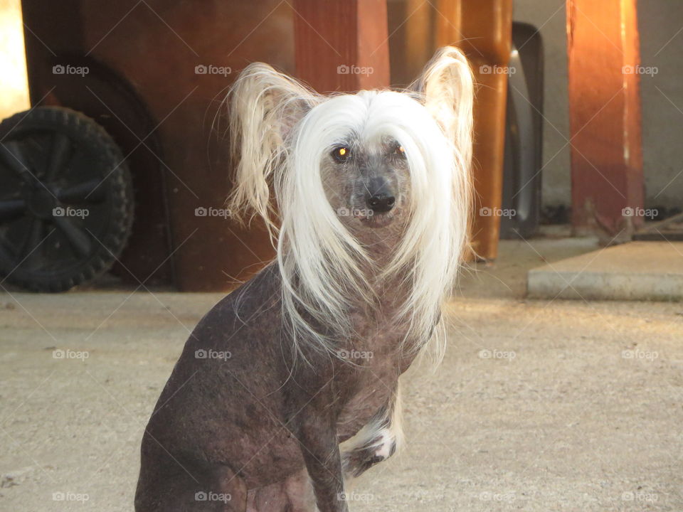 Chinese Crested hairless dog