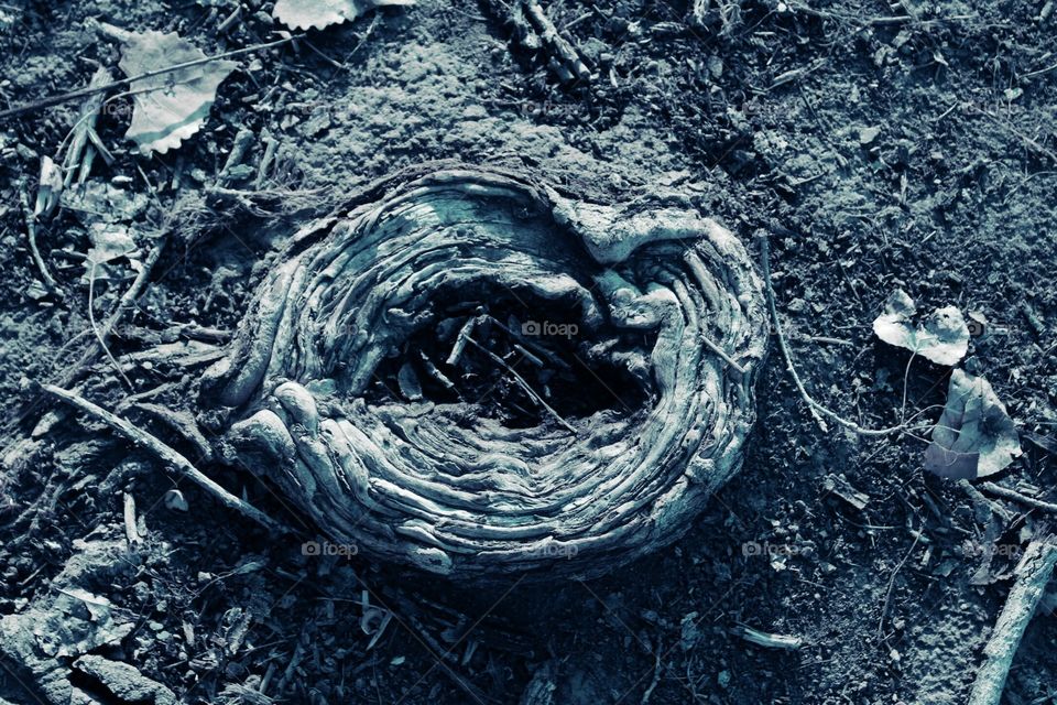 black and white tree root