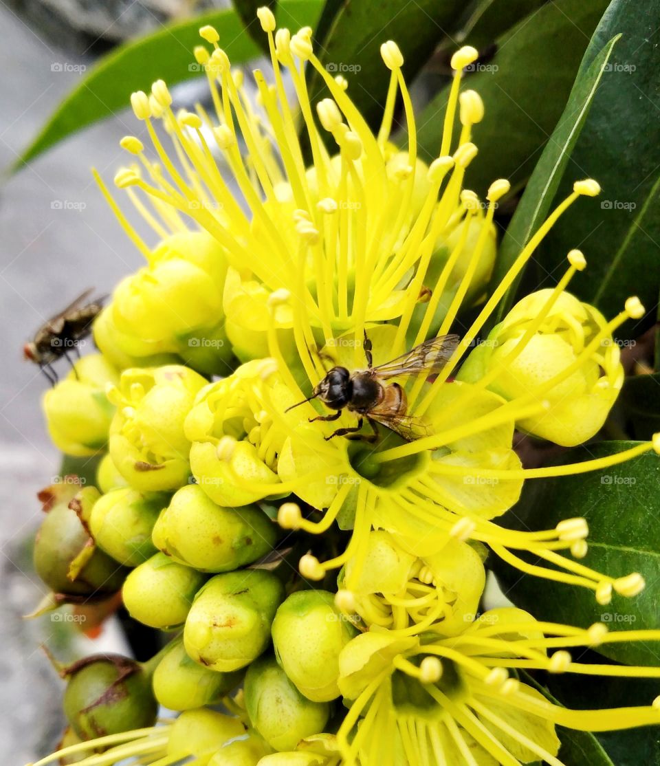 The bee is checking the flowers.