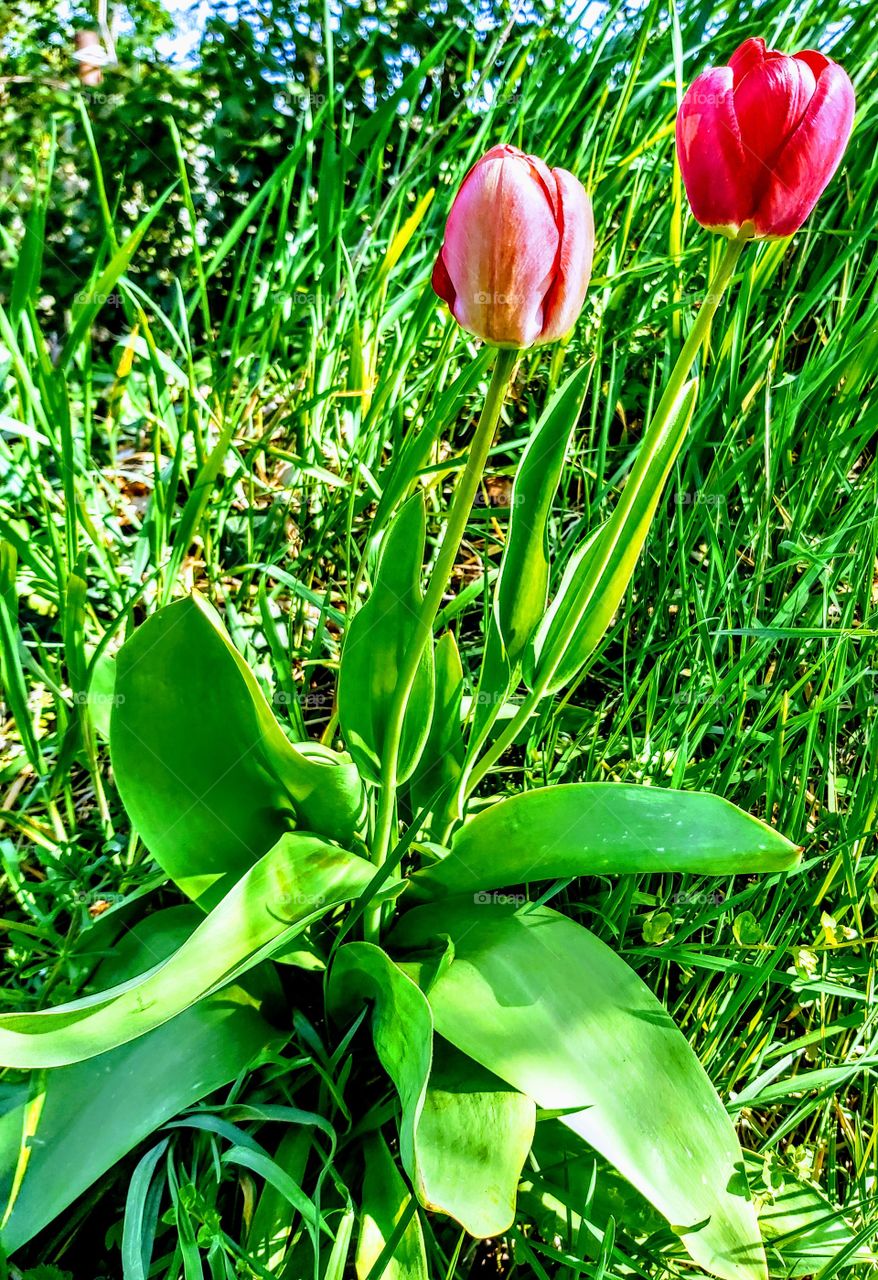 Tulipe in my garden