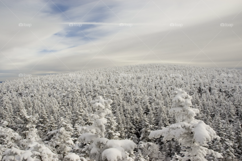 white mountains new hampshire snow forest woods by bobmanley