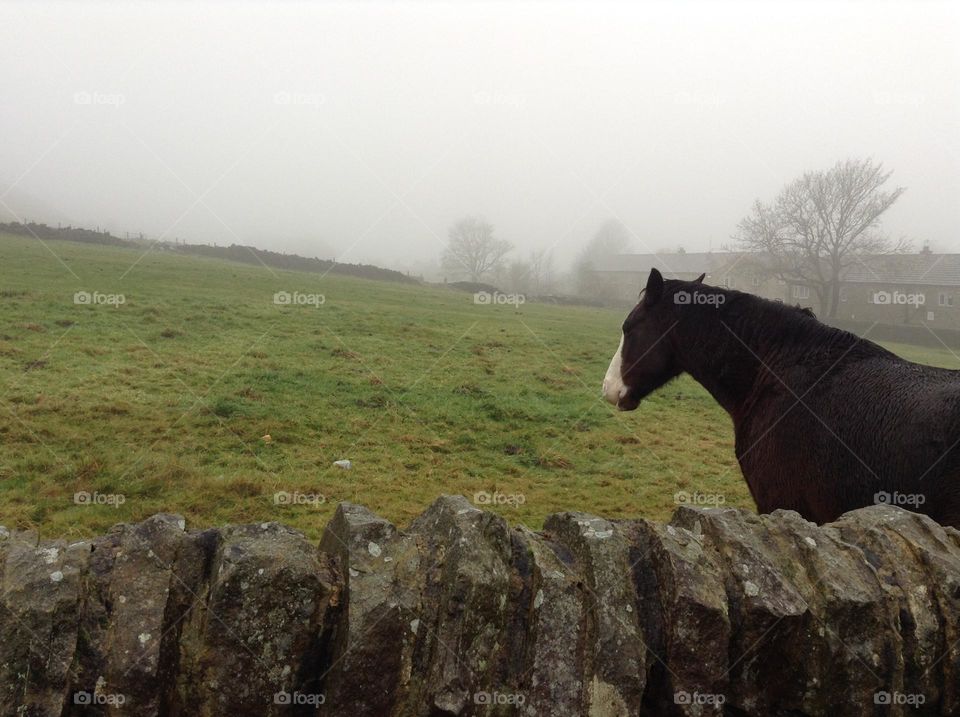 One horse stands by a wall at a farm in England 