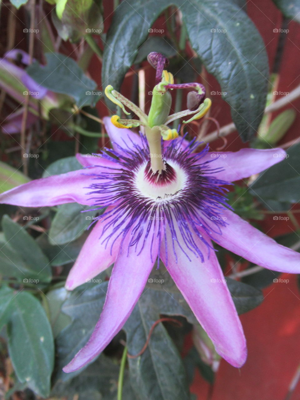 Passion flower