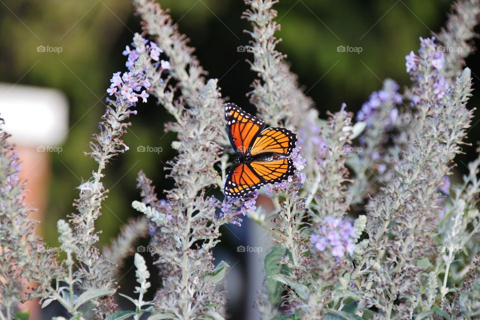 Monarch butterfly pollinating on flower