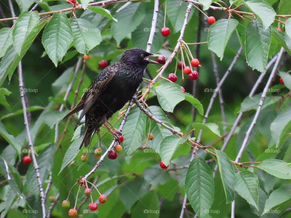 A bird enjoys cherries