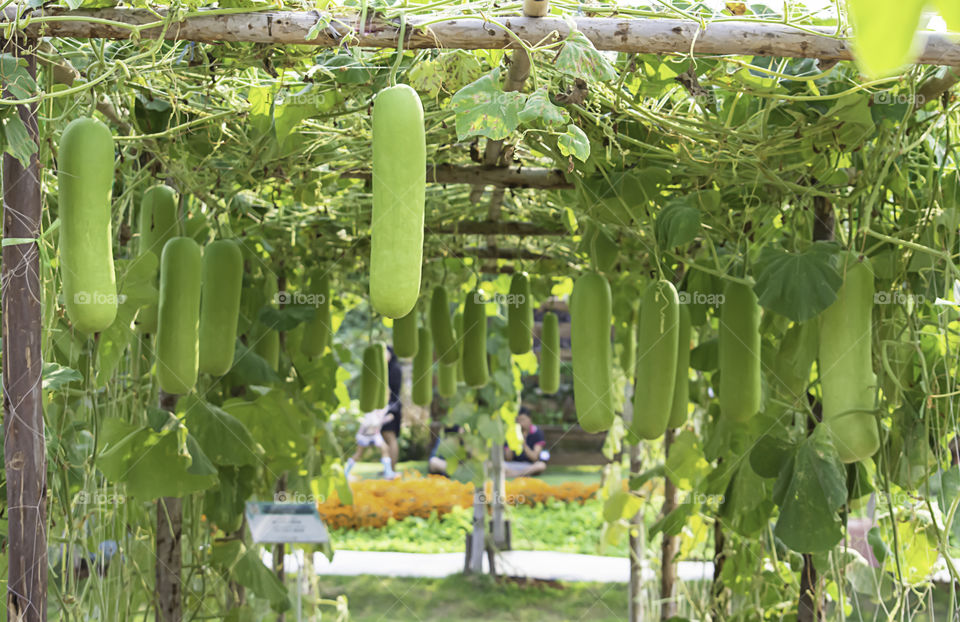 Winter melon many trees on the farm.