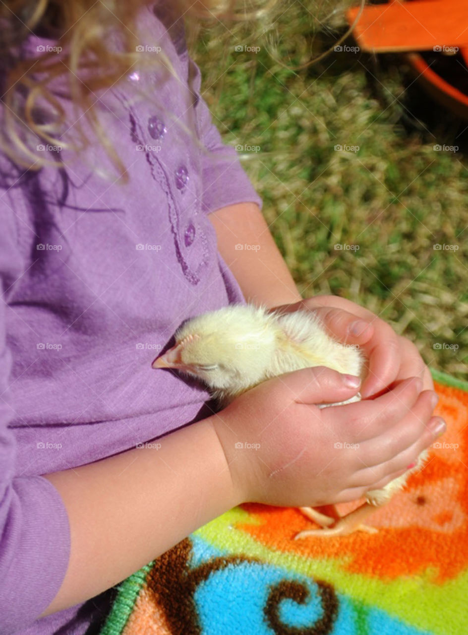 Baby chick