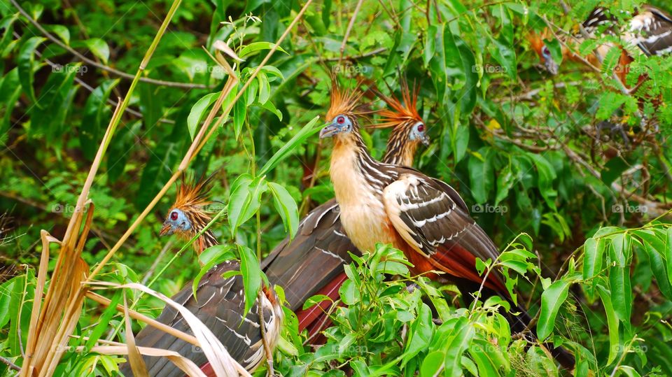 Birds of Amazon 