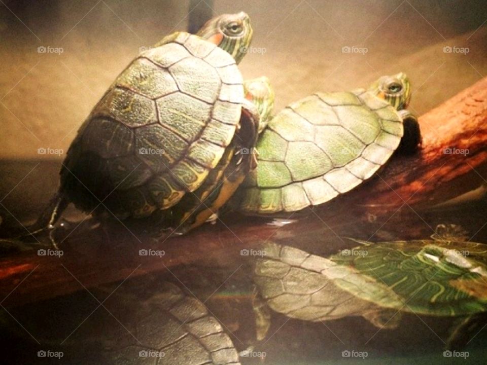 baby turtles in water
