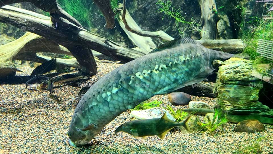 Two Fish Swimming Together in an Aquarium Tank