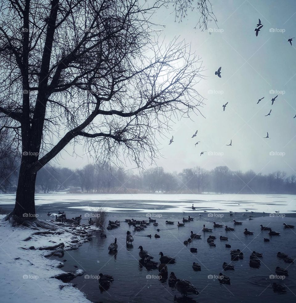 Birds flying above and floating on a frozen lake