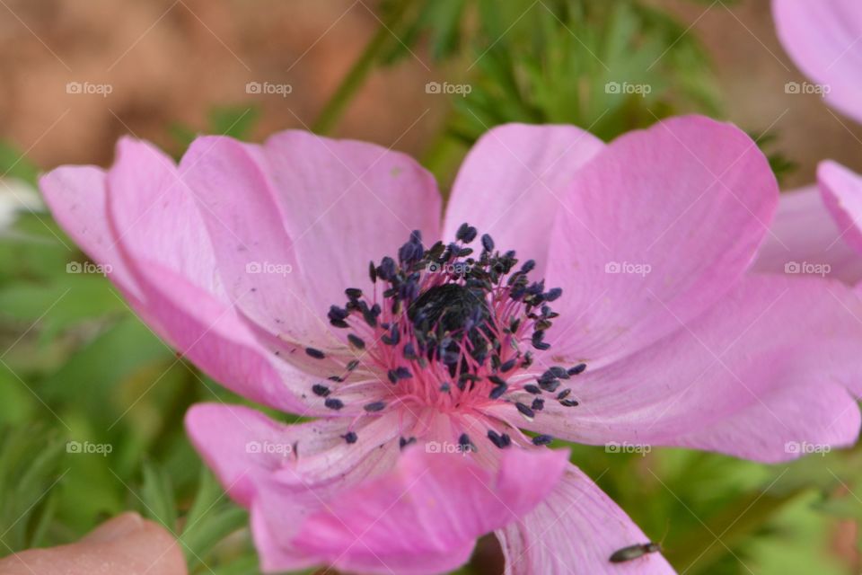 Pretty Purple Flower . anemone, flower, closeup, macro, nature, dark blue center