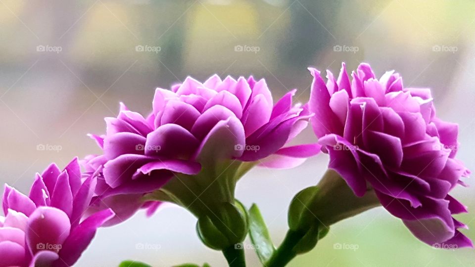 small flowers in my window