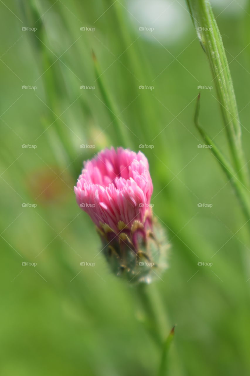 pink flowet