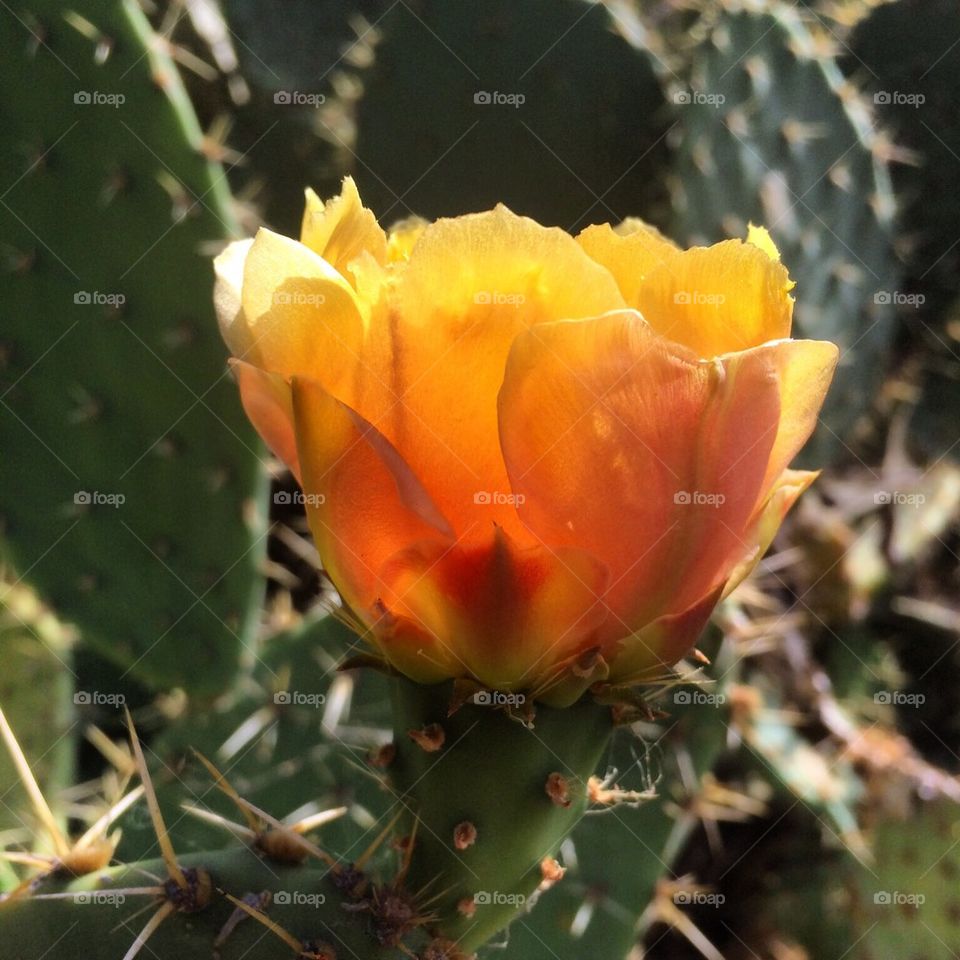Cactus flower