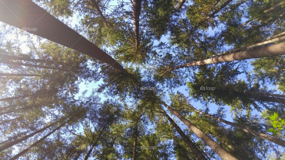 Looking Up at Forest Canopy. Nature view looking up at a forest canopy of Evergreen trees on a sunny day hike