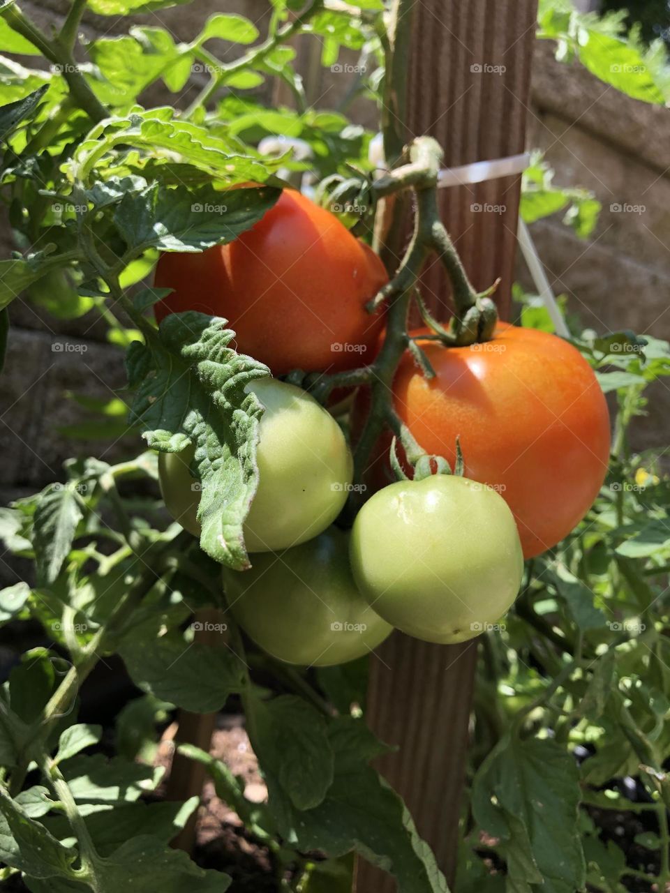 Better Boy Tomatoes