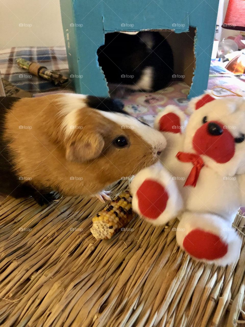 Danny loves his teddy bear / Guinea pig  with toy 