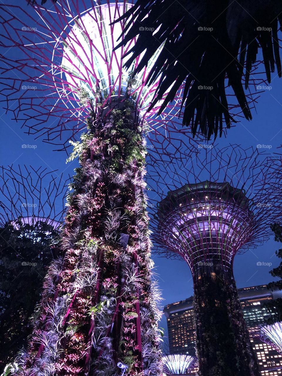 Gardens by the bay in purple and pink colors at night 