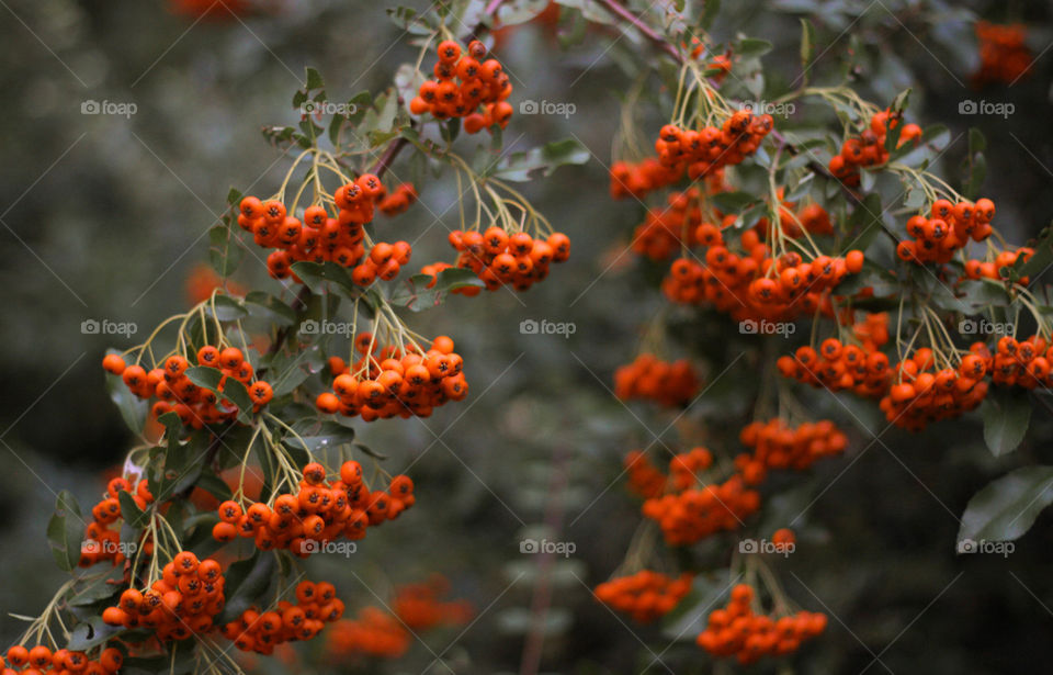Rowanberry tree branch, autumn season