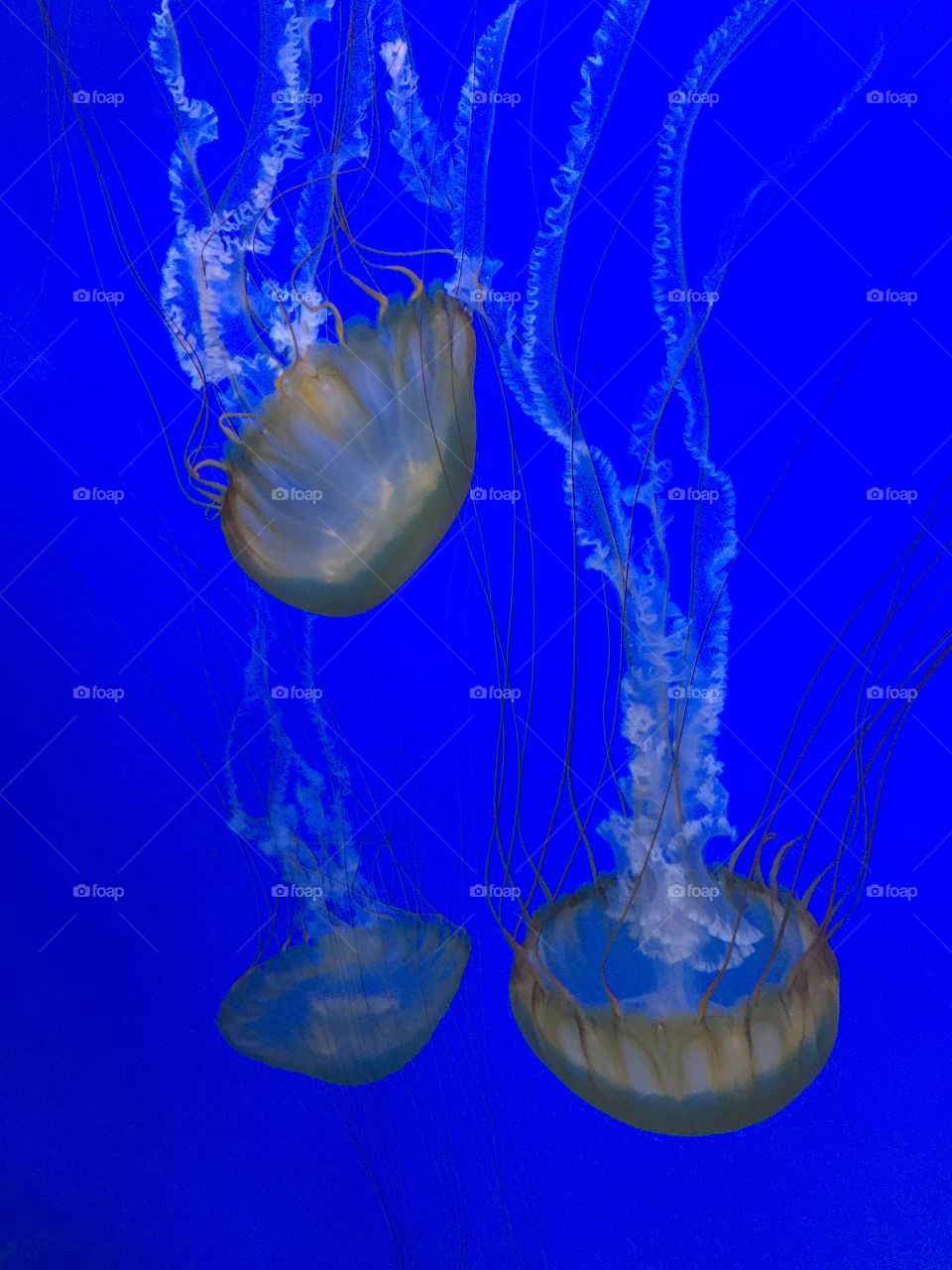 Jellyfish