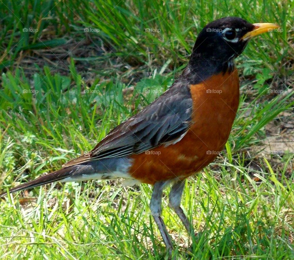 An American Robin