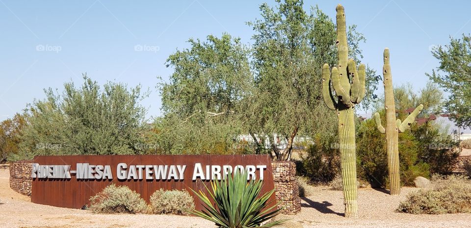 Cactus, Nature, No Person, Tree, Desert