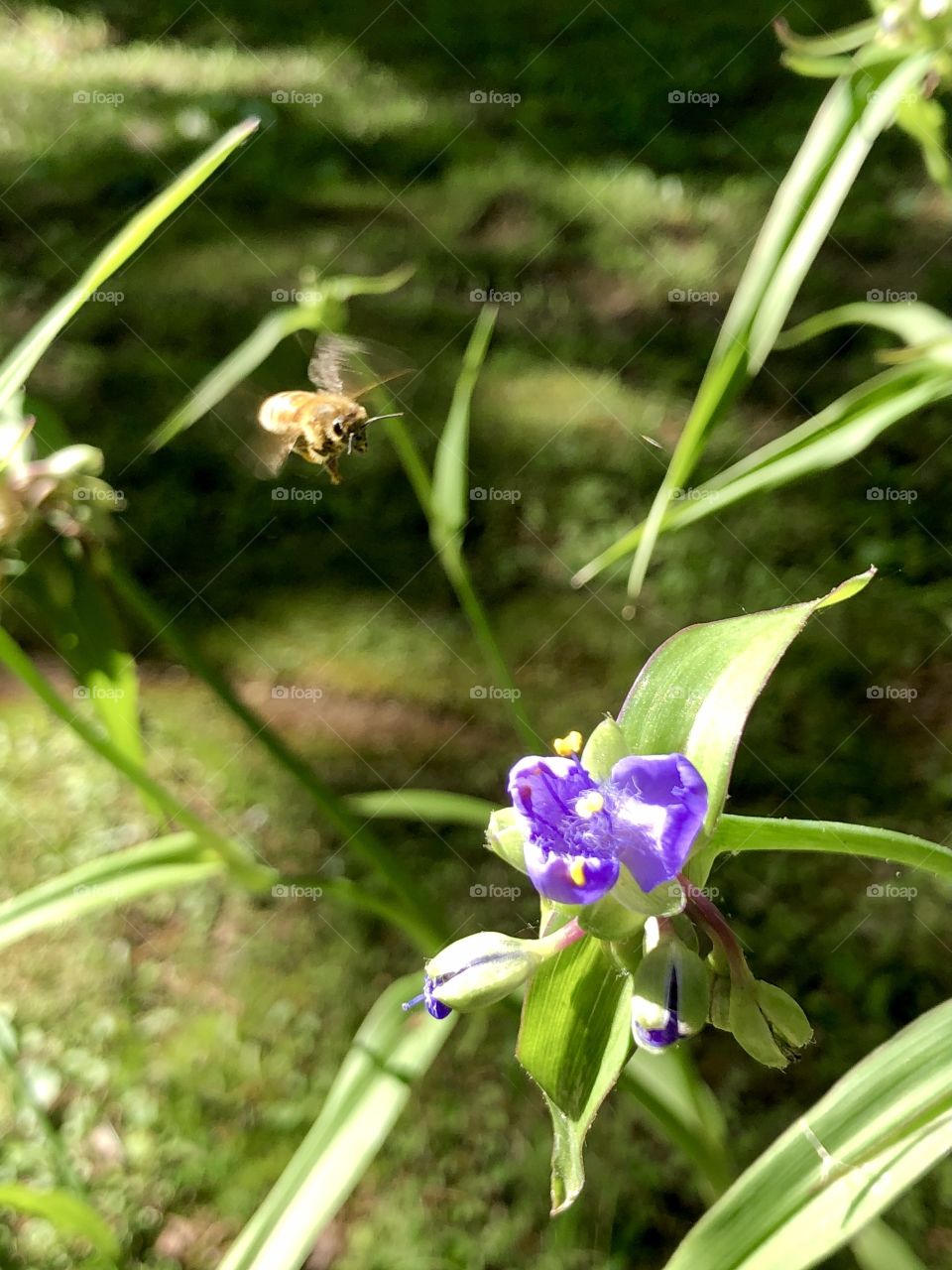 Bee coming in for a landing on purple spiderwort