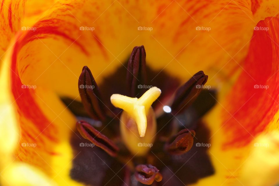 Macro shot of tulip flower