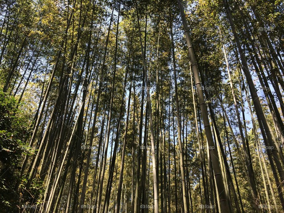 Bamboo grove 