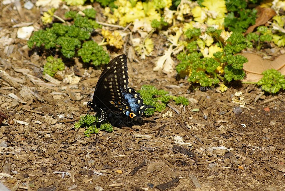 Spring butterfly on ground