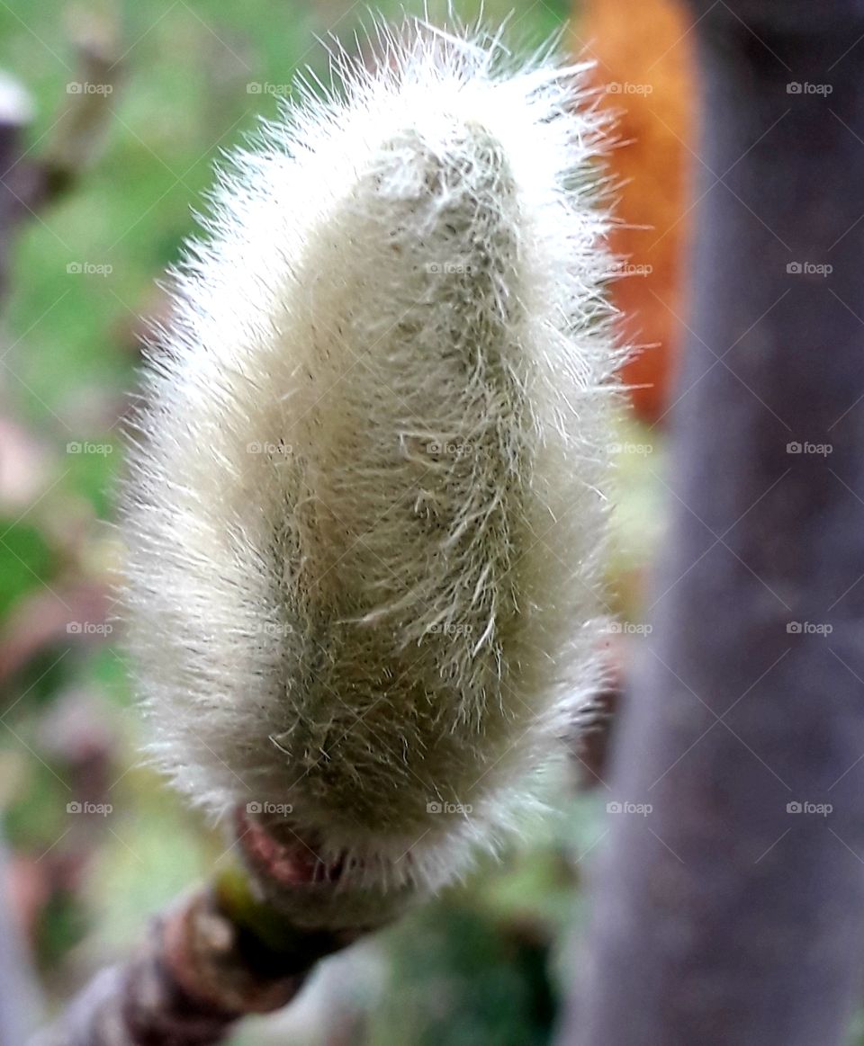 close-up  of hairy magnolia flower bud  in autumn