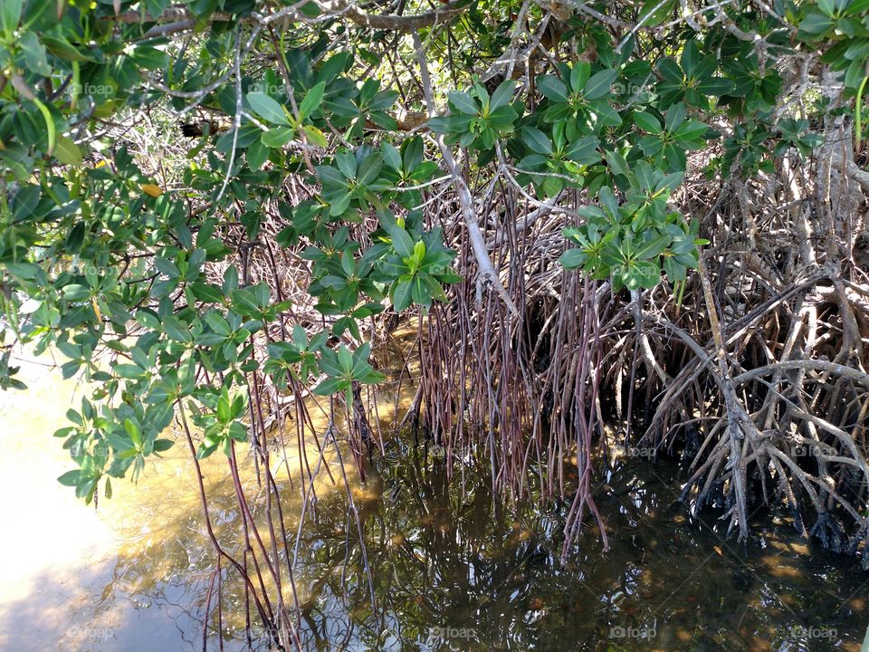 Mangrove Roots