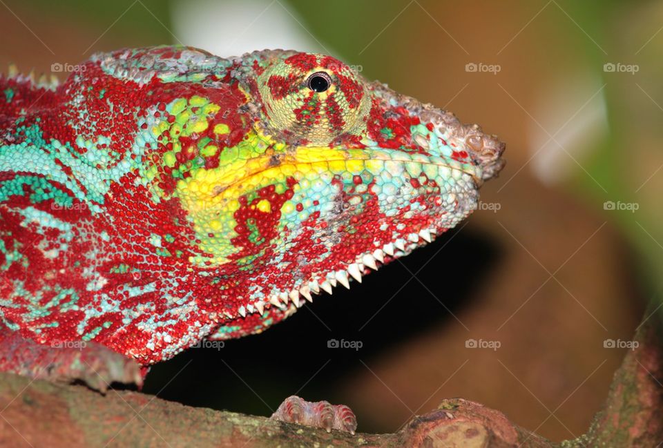 Close-up of chameleon