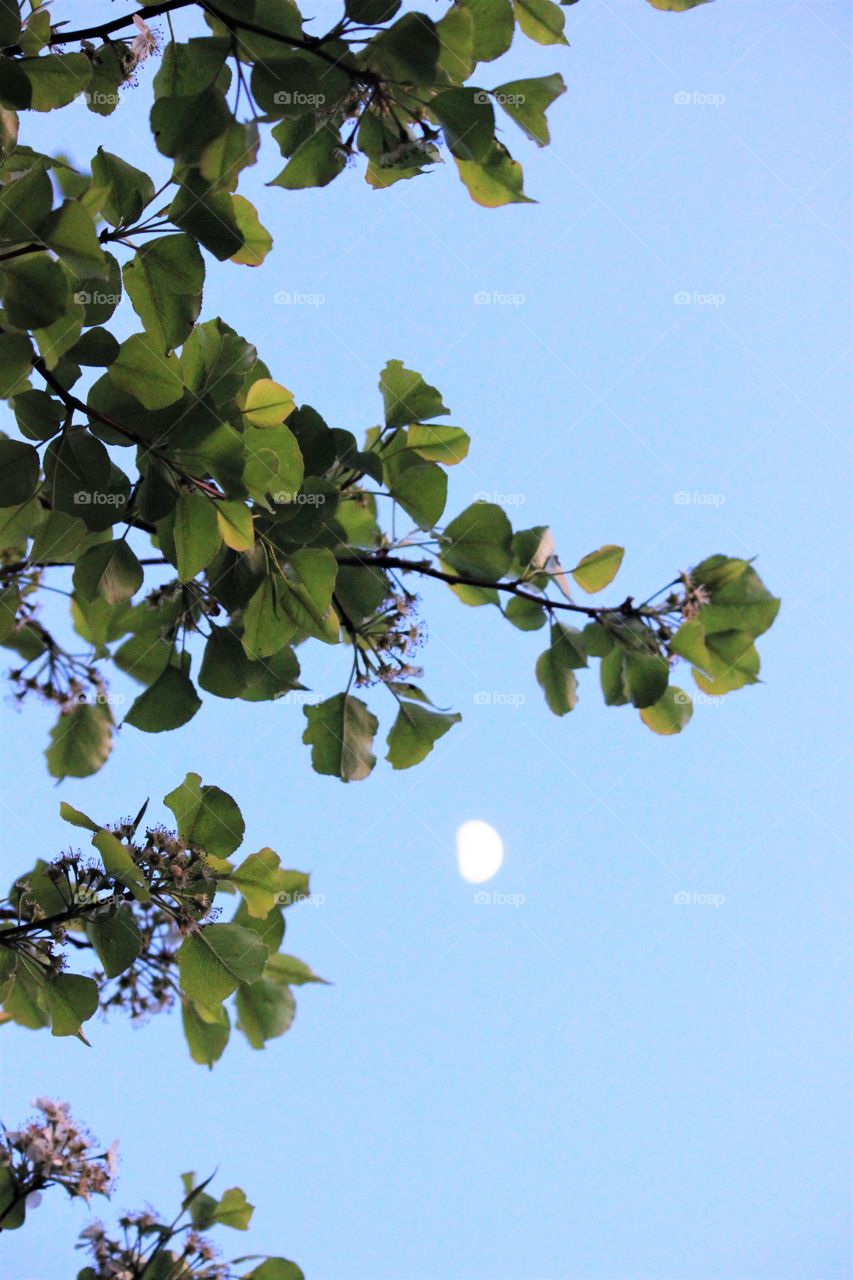 moon and leaves on branches blue sky
