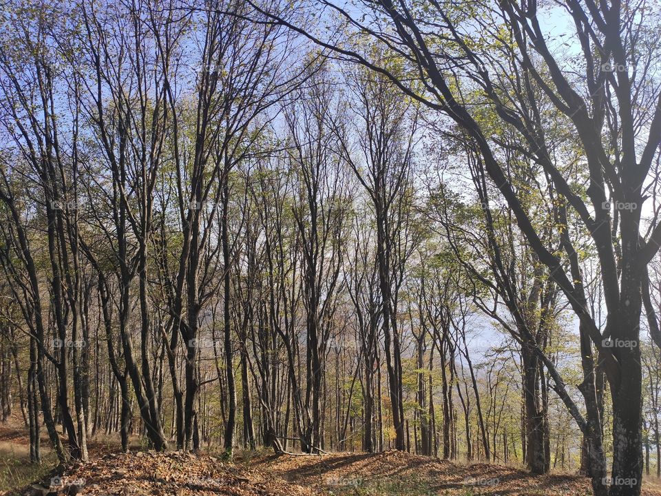 Mountain Rudnik Serbia nature landscape in autumn