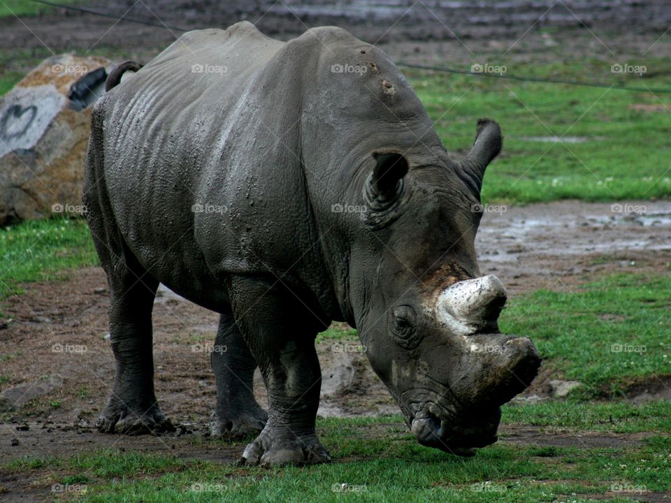 Rhino