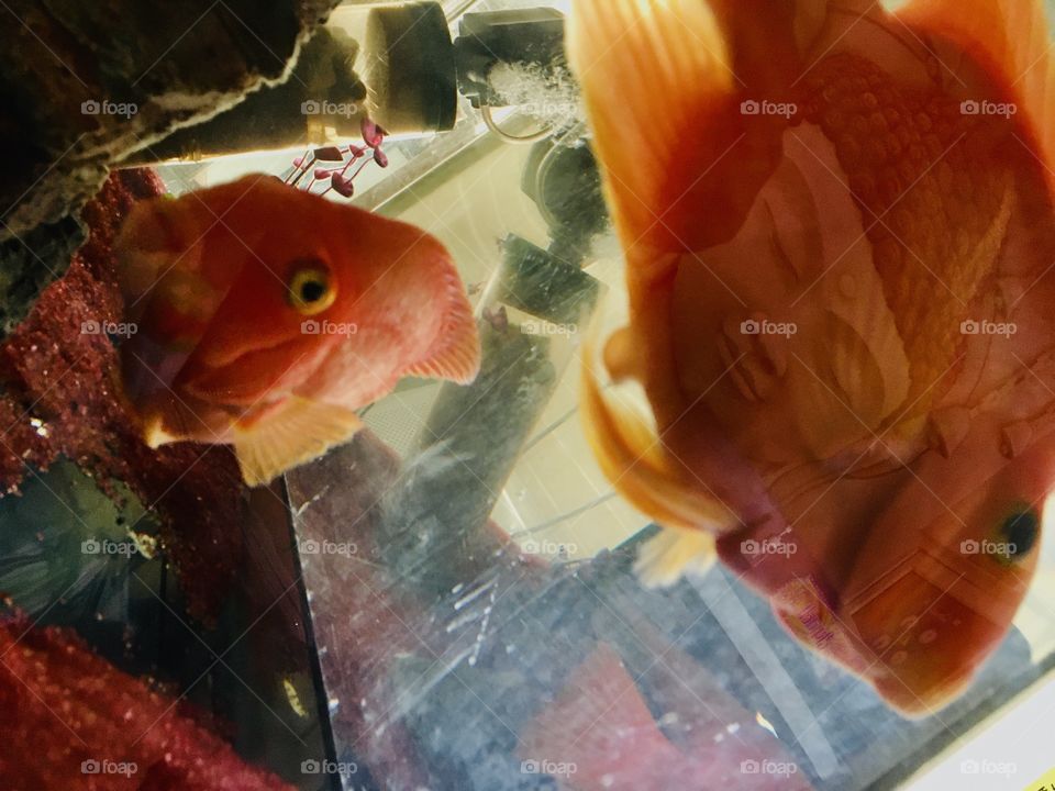 They don’t care about summers or winters 🥶