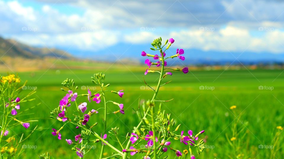 The Desert Flourishes in Spring 3 - Moreno Valley, CA