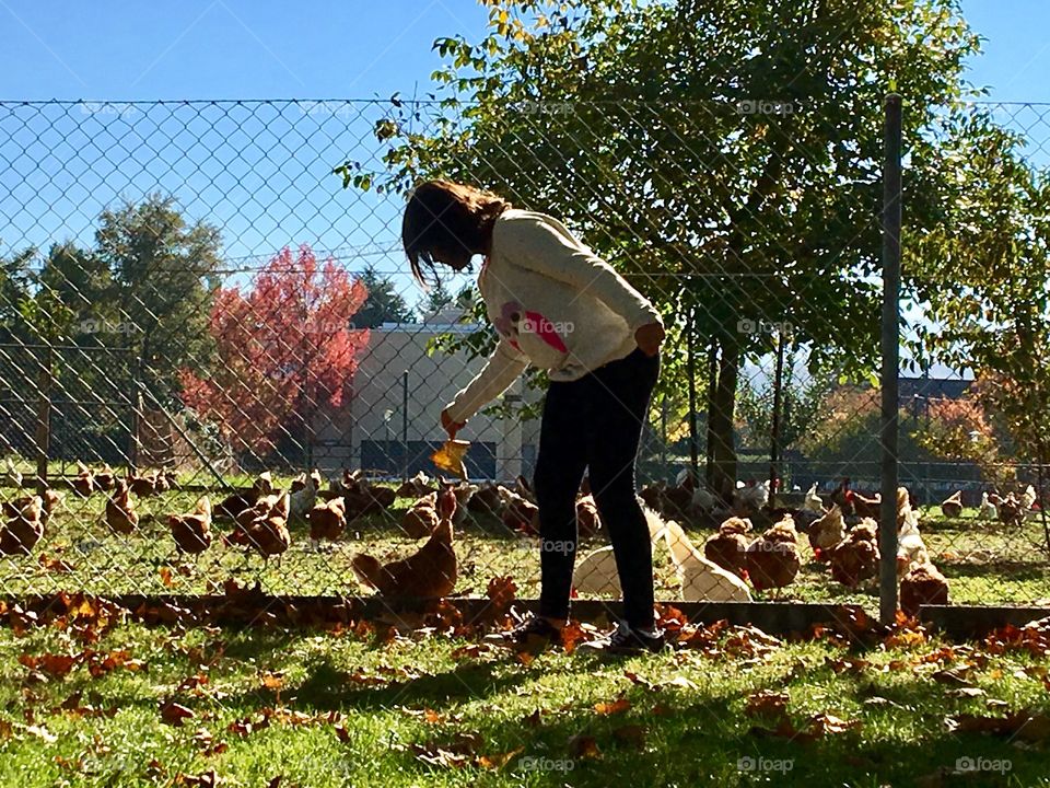Feeding chicken 