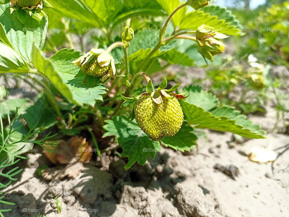 The garden strawberry (or simply strawberry; Fragaria × ananassa)