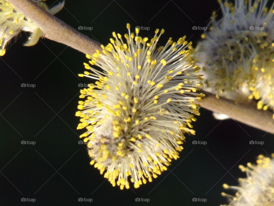 blühendes Weidenkätzchen im Frühling