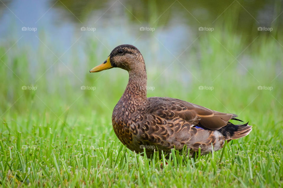 Brown duck standing on green grass with lake in background