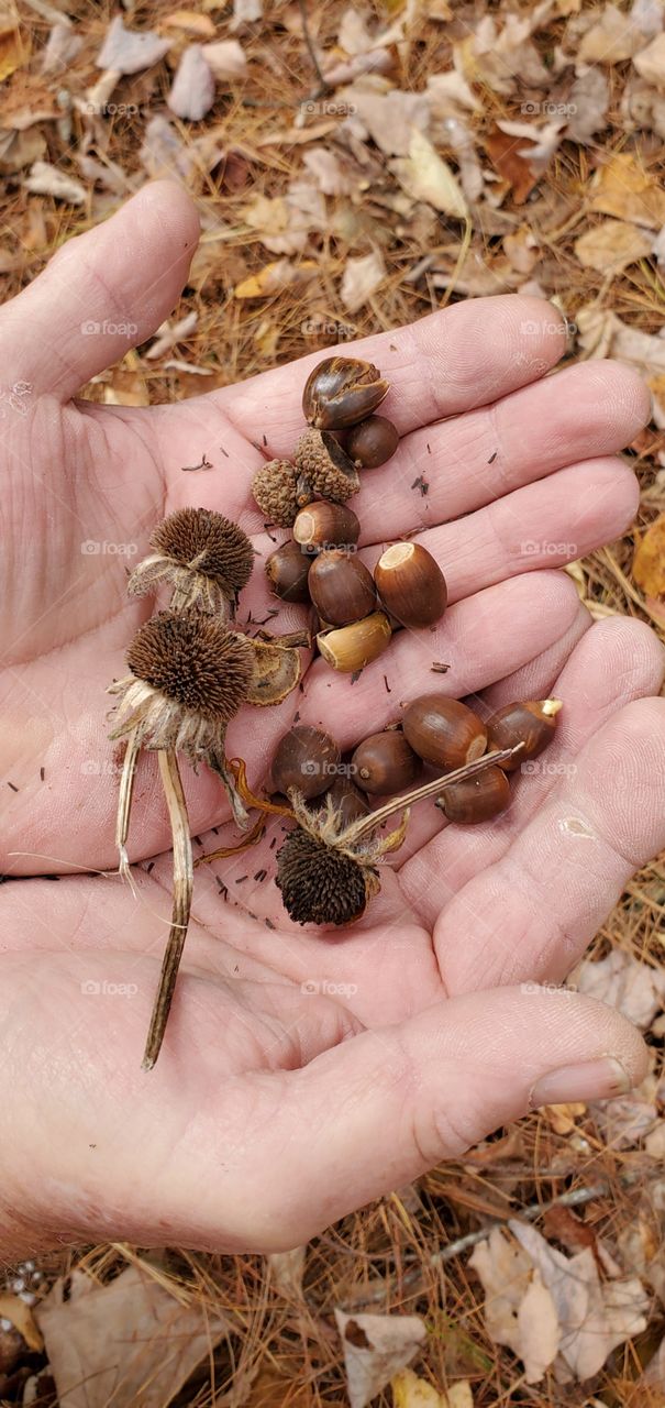 Hands holding dried flower heads & acorns to be used by birds and squirrels to feed themselves during Fall through Winter. Squirrels bury acorns as a food stash during the snowy days.