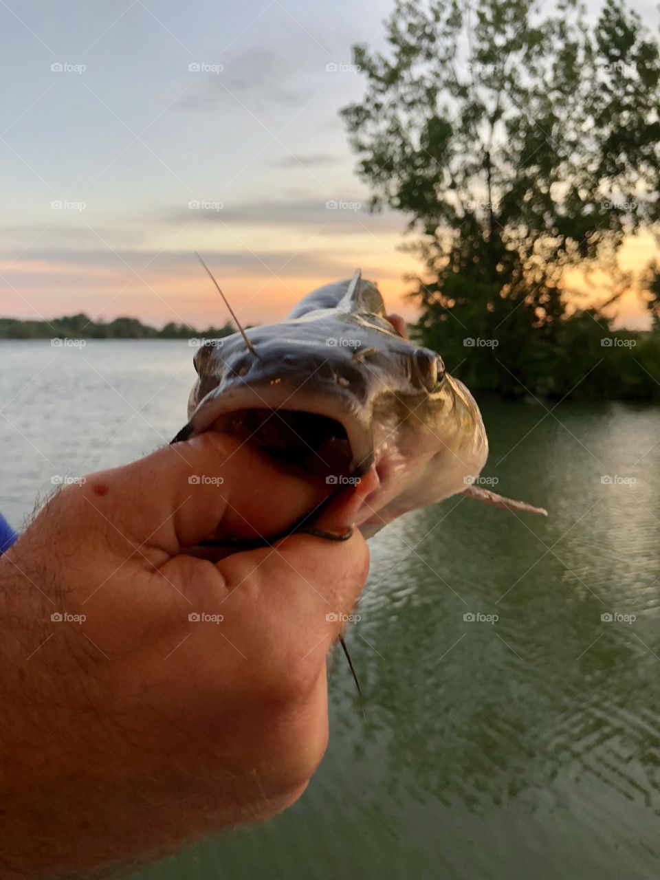 Catfish  caught out of the Portage River